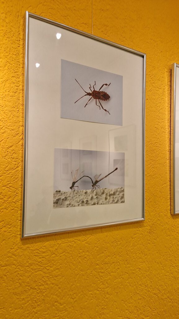 Zwei Fotos hängen übereinander in einem Bilderrahmen. Sie zeigen eine Wanze von oben und zwei Libellen.