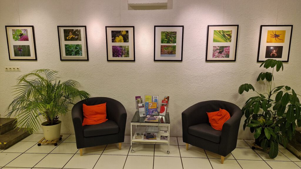 An einer Wand hängen mehrere Fotografien von Pflanzen und Insekten. Darunter stehen große Grünpflanzen und zwei Sessel.