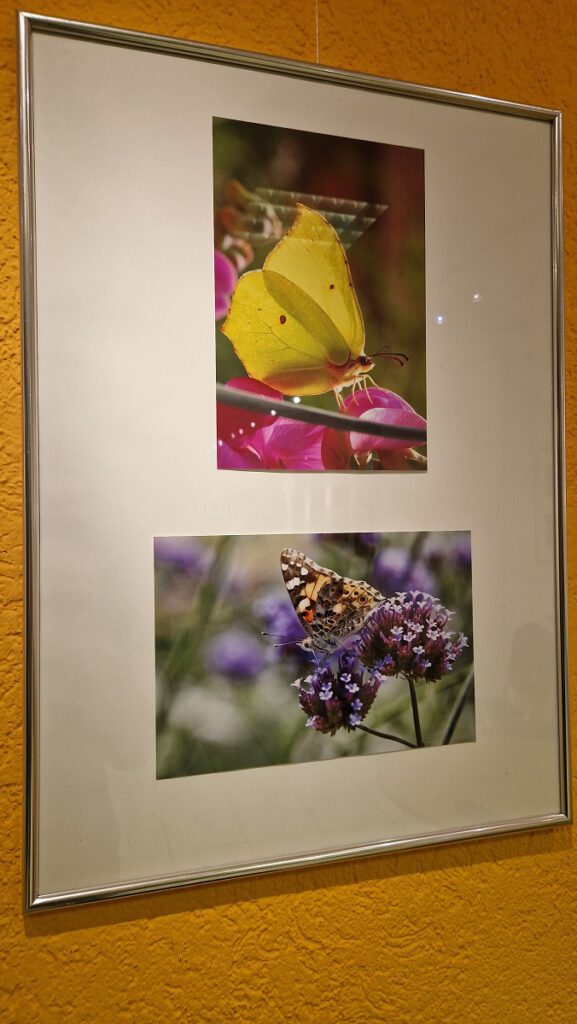 Zwei farbenfrohe Fotografien hängen übereinander in einem Bilderrahmen. Beide zeigen einen Schmetterling auf einer Blüte.