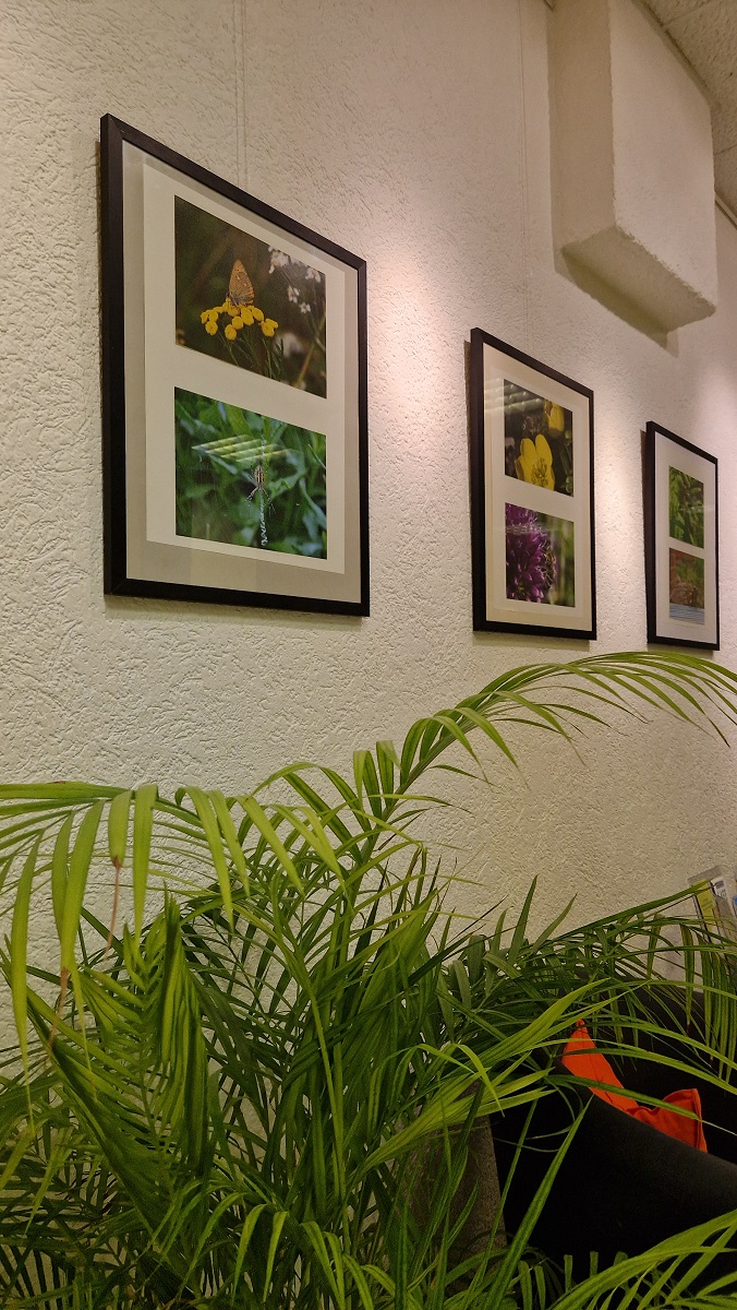 Im Vordergrund ist eine große Zimmerpflanze angeschnitten zu sehen. Dahinter hängen mehrere Fotos von Insekten an der Wand.