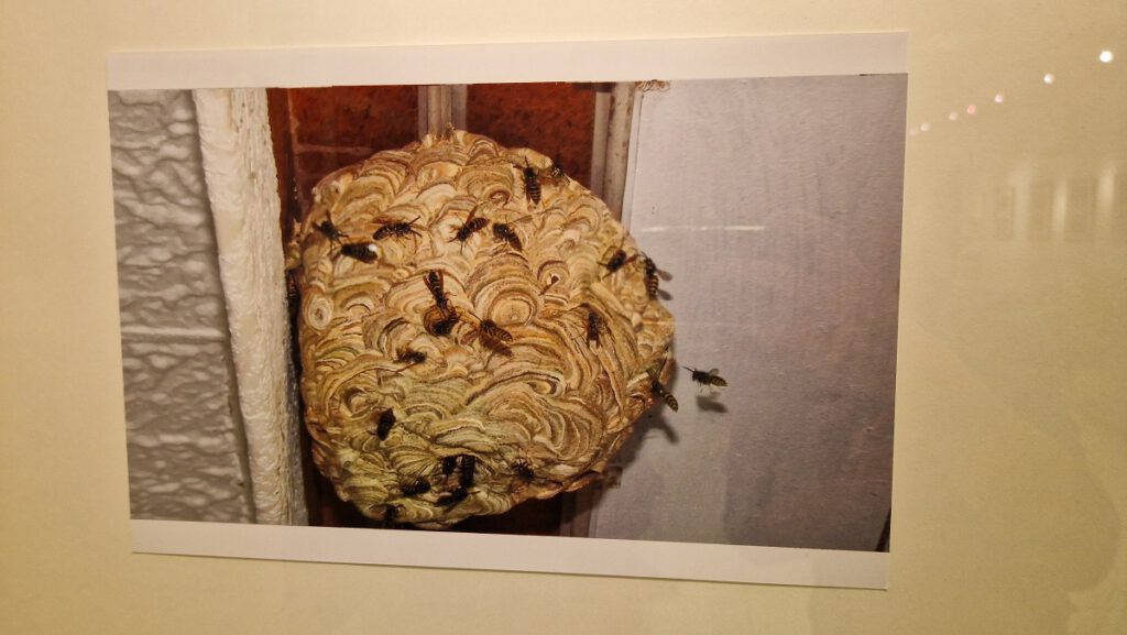 Ein eingerahmtes Foto zeigt ein rundes Wespennest, um das sich zahlreiche Wespen tummeln.